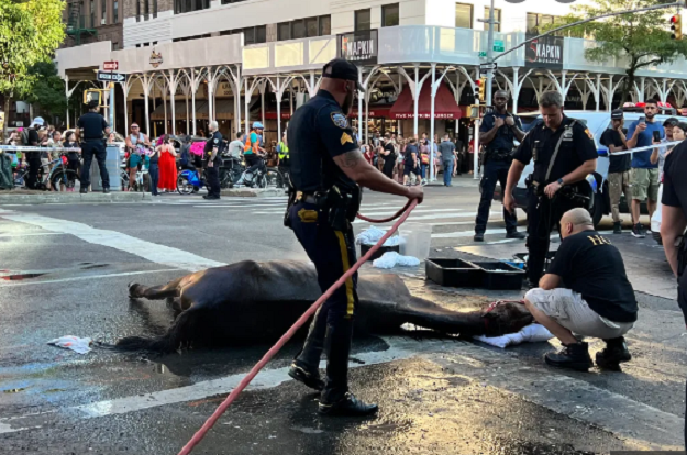 Image of Carriage Horse that collapsed in the street in New York City from heat exhaustion